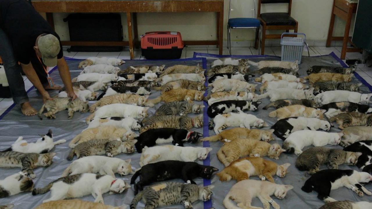 Suku Dinas Ketahanan Pangan Kelautan dan Pertanian (KPKP) Jakarta Selatan menggelar layanan sterilisasi gratis untuk ratusan kucing ras lokal. Kegiatan ini berlangsung di SMPN 155, Jalan Cikoko Barat IV, Cikoko, Pancoran, pada Sabtu (21/10/2023).