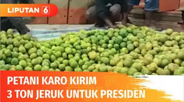 Ratusan petani dari tiga kecamatan di Kabupaten Karo, Sumatera Utara, mengirimkan 3 ton buah jeruk pada Presiden Jokowi. Pengiriman oleh-oleh jeruk ini diharapkan membuat Presiden memperhatikan desa mereka, terutama infrastruktur jalan yang selama 25...