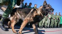 Anjing Proteo mati akhir pekan lalu saat bertugas di Kota Adiyaman, Türki, selama upaya penyelamatan korban gempa. (AFP)