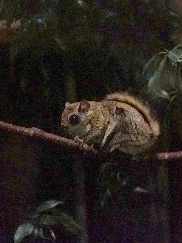 Japanese Dwarf Flying Squirrel