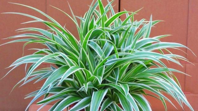 7 Tanaman Hias yang Berfungsi Untuk Membersihkan Udara