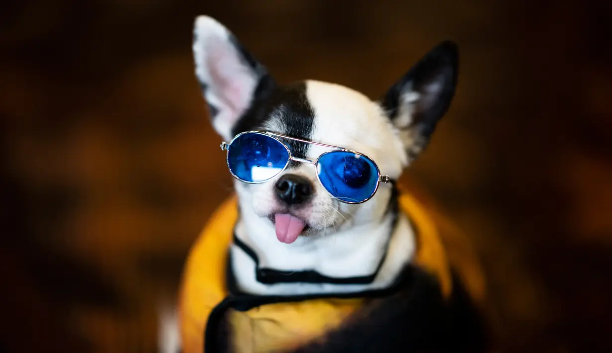 Seekor anjing mengenakan kacamata untuk New York Pet Fashion Show ke-17 di New York City, Kamis (6/2/2020). Acara ini menampilkan pertunjukan anjing yang berjalan di catwalk dengan kostum yang unik. (Photo by Johannes EISELE / AFP)