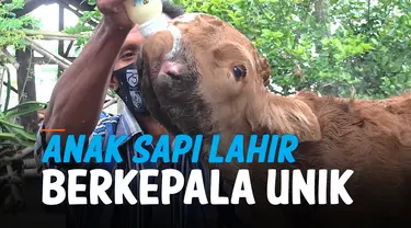 SAPI LANGKA