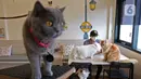 Pekerja bermain dengan kucing di Kopi Cat Cafe Kemang, Jakarta, Sabtu (30/5/2020). Kafe kucing itu akan menerapkan protokol kesehatan terkait kebijakan new normal, salah satunya membersihkan kucing setiap satu jam sekali yang dimulai pada 5 Juni mendatang. (Liputan6.com/Herman Zakharia)