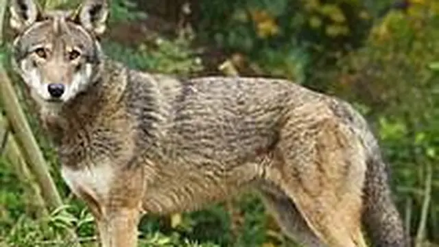 Coywolf