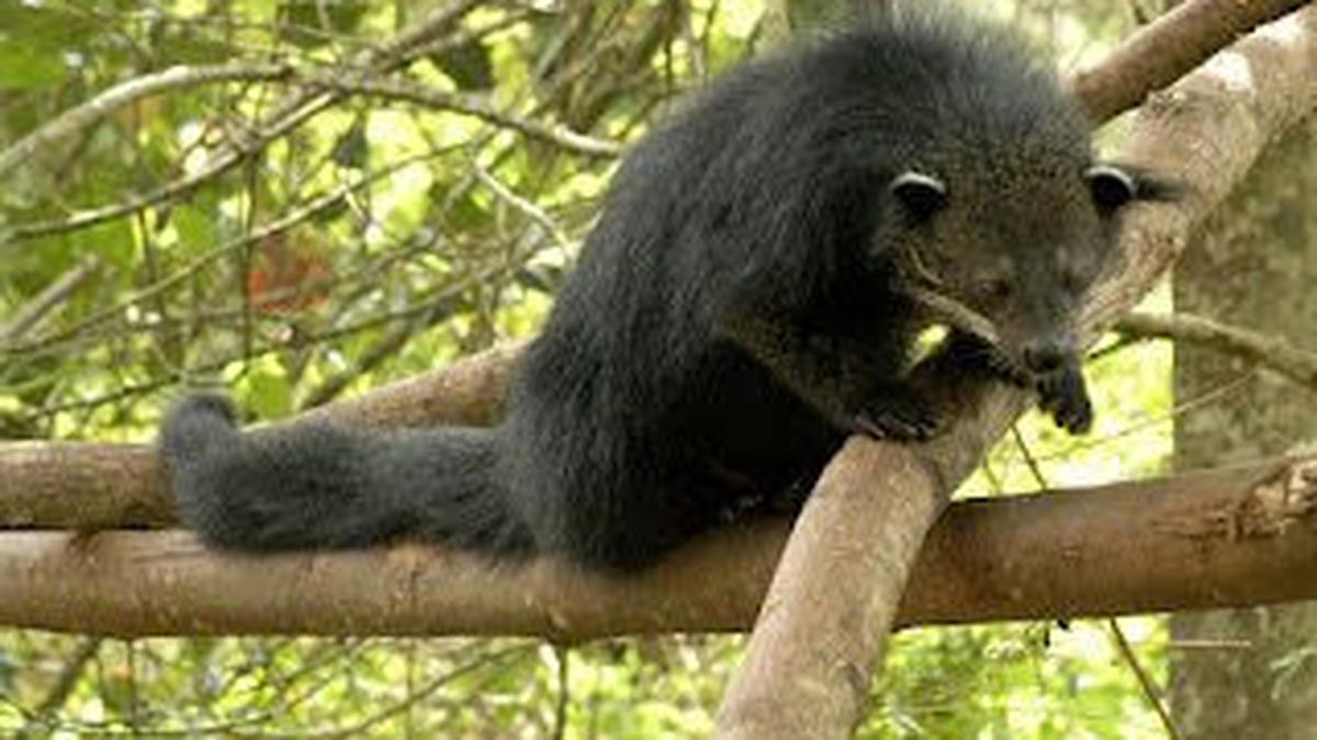 Binturong: Pahlawan Hutan yang Terancam Punah
