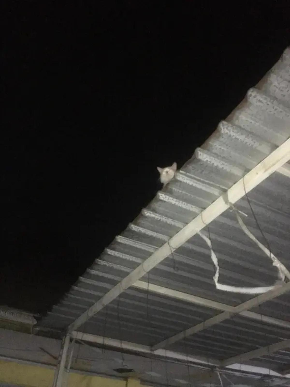 6 Potret Kucing Nyantai di Atap Rumah, Sering Dikira Hilang karena Tak Pulang