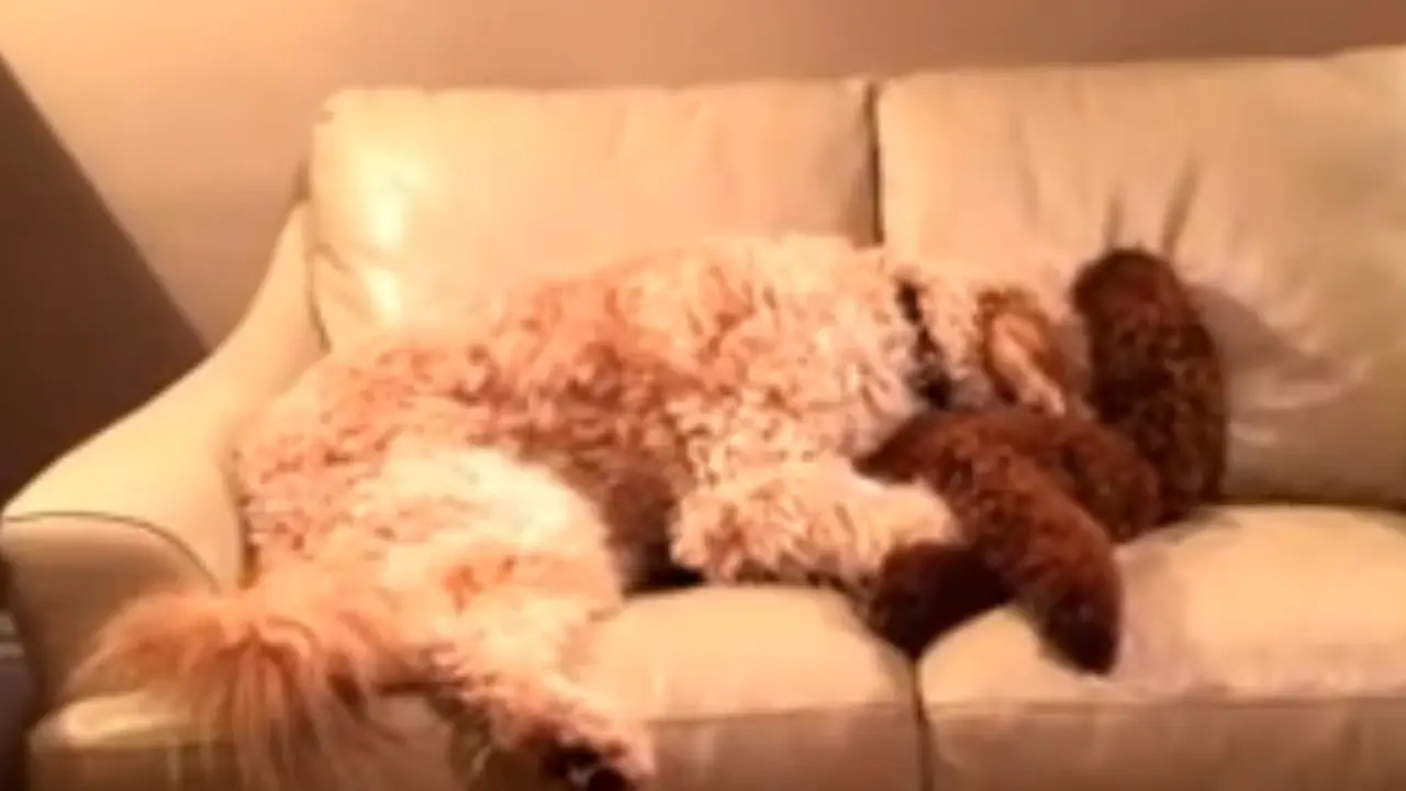 Anjing peluk temannya yang mimpi buruk. (Youtube)