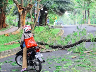 Citizen6, Depok: Sebuah pohon di kampus UI, Depok tumbang tanpa sebab pada, Rabu (20/10). Hal ini mengakibatkan pengendara yang melintas terpaksa berbalik arah. (Pengirim: Cesar Yudha)