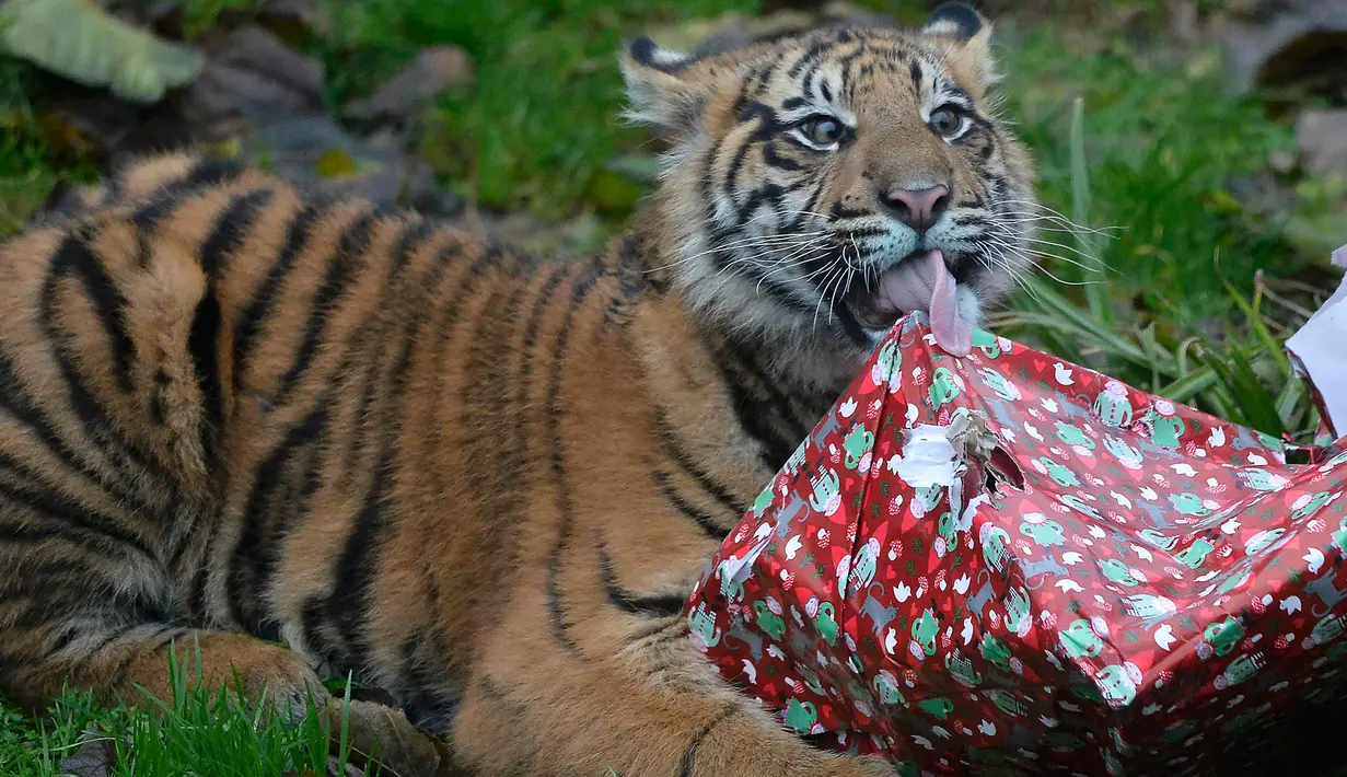 Seekor anak Harimau Sumatera yang bernama Achilles membuka kado hadiah natal di Kebun Binatang London, London, Inggris, Kamis (15/12). Harimau Sumatera satu dari enam subspesies harimau yang masih bertahan hidup hingga sekarang. (Reuters/Hannah McKay)