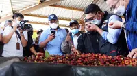 Gubernur Jawa Barat Ridwan Kamil bersama Rektor IPB Arif Satria mencoba mencium kopi ekspor asal Garut, di salah satu sentra koperasi kopi Garut. (Liputan6.com/Jayadi Supriadin)