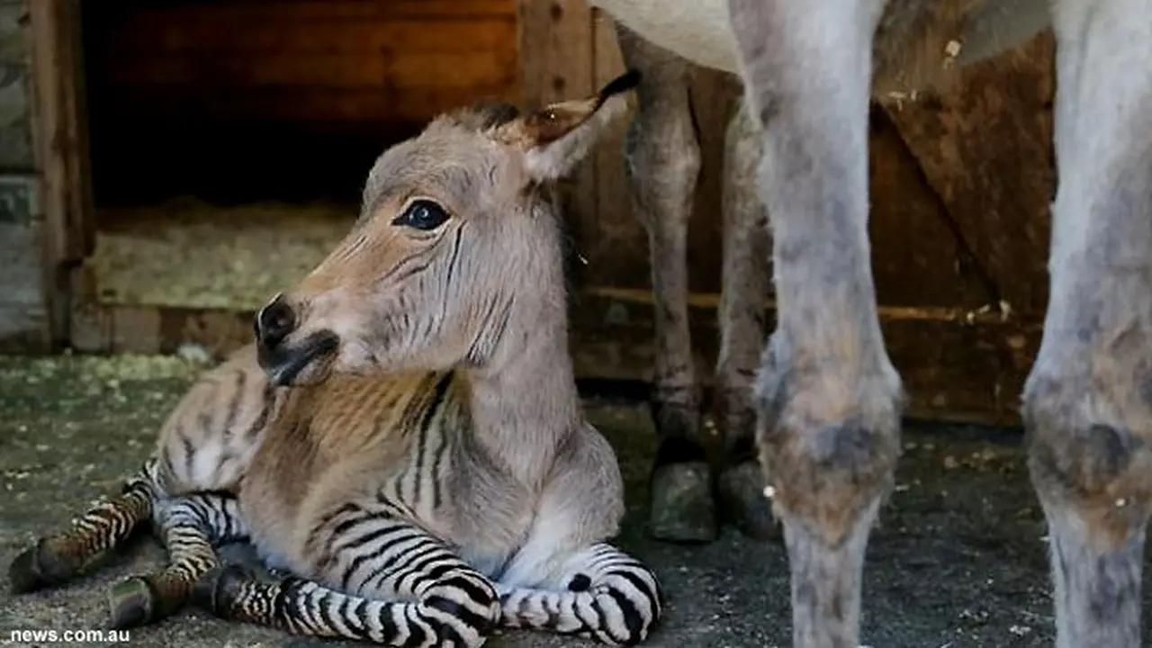 zonkey130725b.jpg