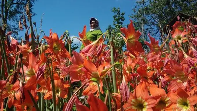 Bunga amarilis adalah bunga yang biasanya mekar bulan November. Tapi kini mekar lebih cepat di bulan Juli | Copyright Merdeka.com/purnomo edi