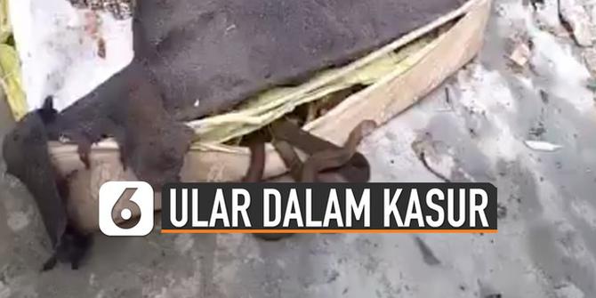 VIDEO: Ngeri, Puluhan Ular Bersarang di dalam Kasur