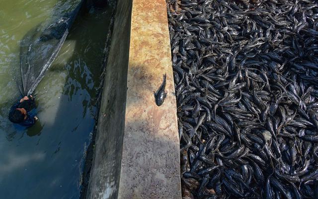 Petugas Sudin Ketahanan Pangan, Kelautan dan Pertanian Jakarta Selatan menangkap ikan sapu-sapu di kawasan Setu Babakan. (merdeka.com/Arie Basuki)