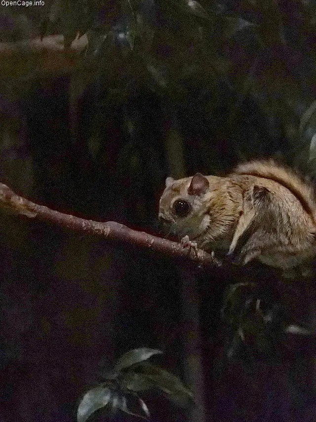 Japanese Dwarf Flying Squirrel