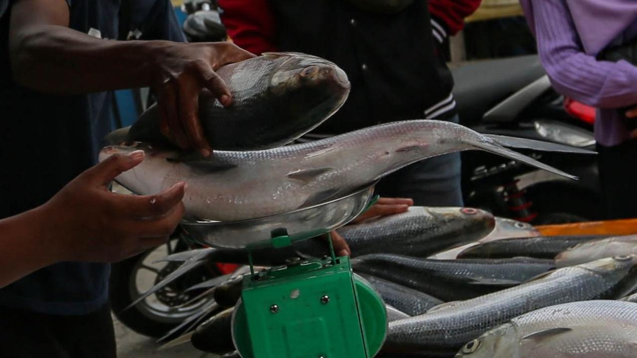 Di sisi lain, manfaat ikan bandeng sudah tidak diragukan lagi. Bahkan, kandungan gizinya lebih baik daripada ikan salmon.&nbsp;