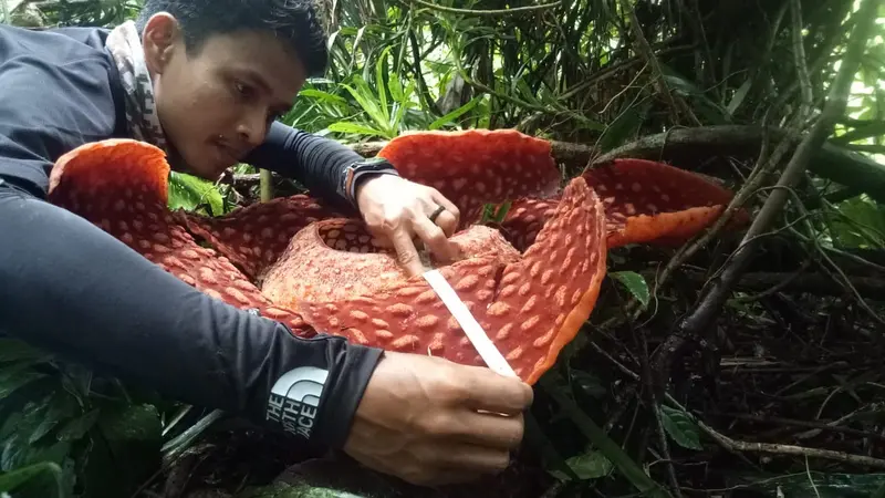 Pihak BKSDA Sumbar mengukur diameter bunga Raflesia Arnoldii yang tumbuh di Kabupaten Agam, Sumatera Barat.
