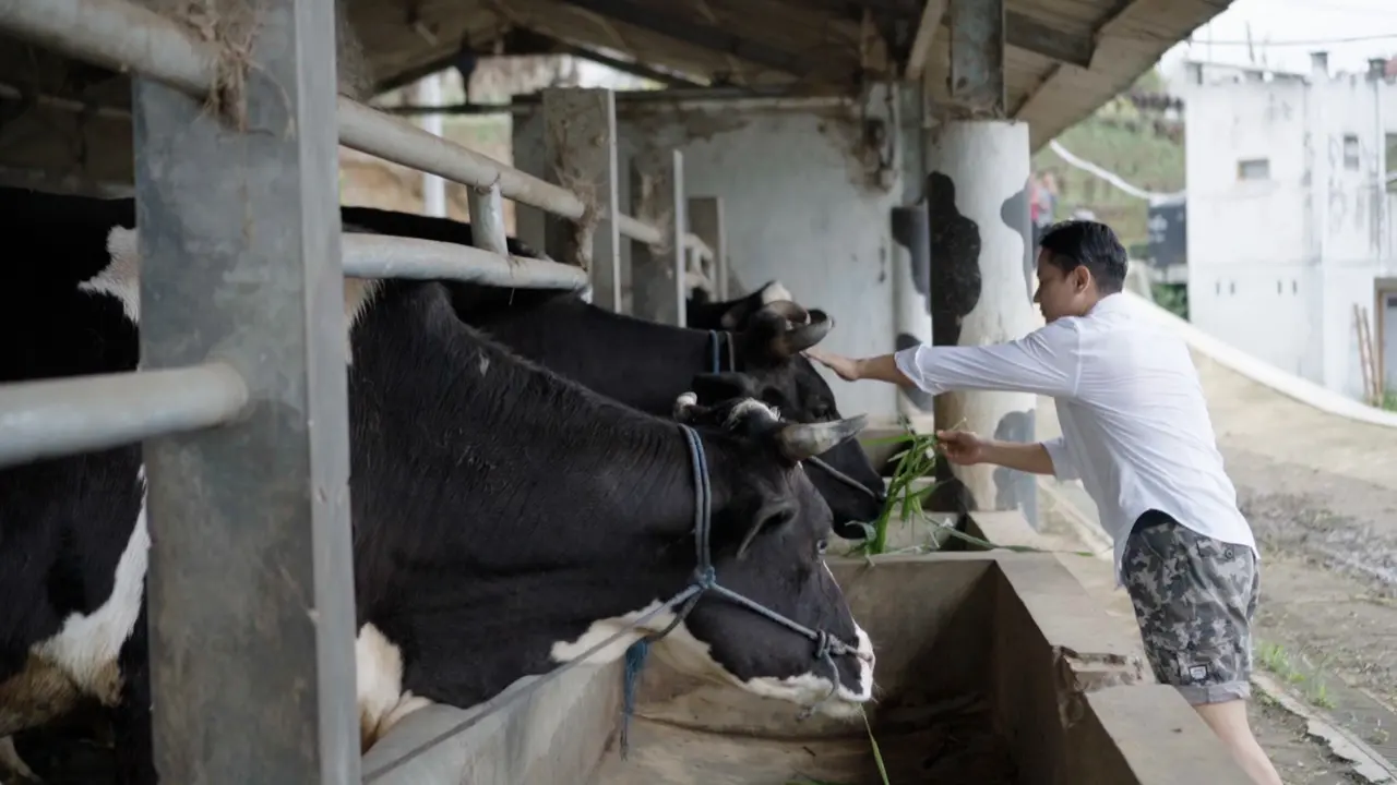 Bupati Trenggalek Nur Arifin Kunjungi Perkebunan Dilem Wilis, Tanam Pohon hingga Beri Makan Ternak