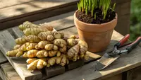 Cara Menanam Kencur di Pot dan Pekarangan, dari Bibit hingga Panen Melimpah