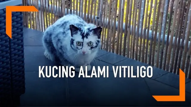 Seekor kucing bernama Elli mengalami kondisi vitiligo. Vitiligo merupakan kondisi dimana warna kulit dan bulu tidak merata.