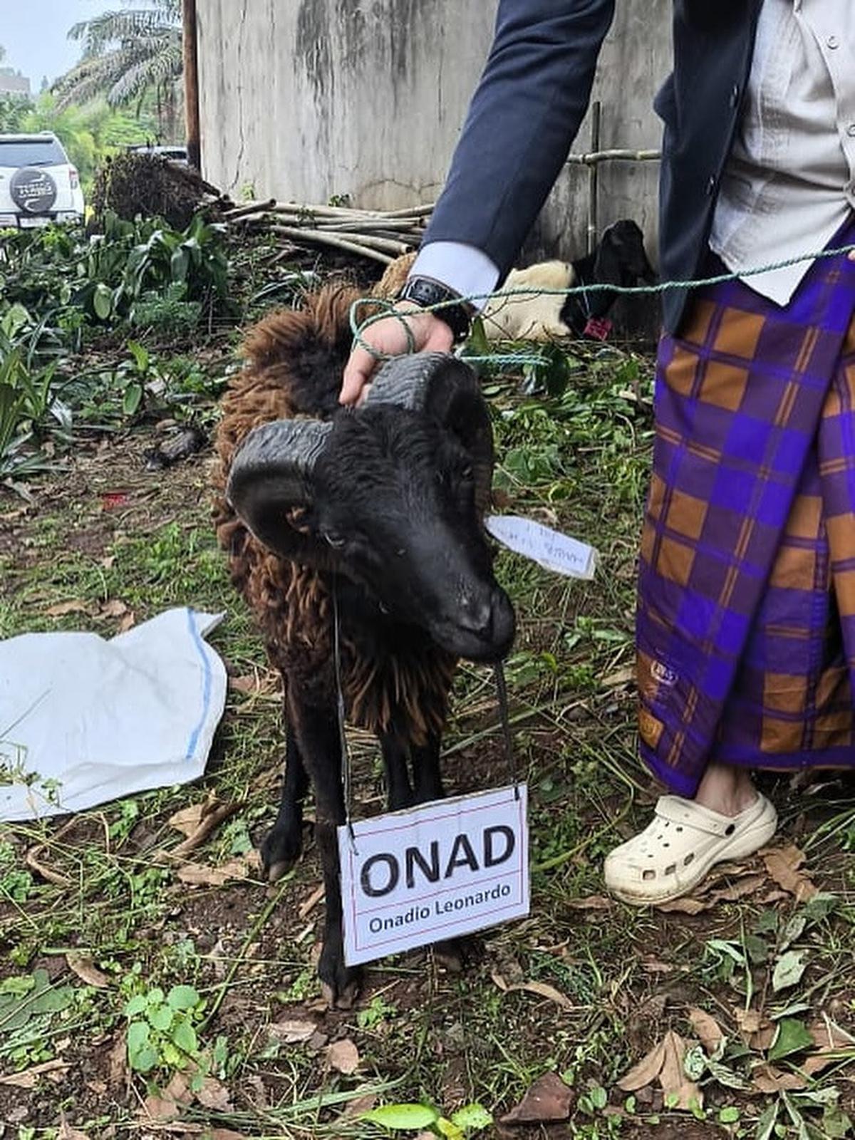 Potret Onadio Leonardo Ikut Kurban Seekor Kambing di Idul Adha, Sebut Peran Habib Jafar di Baliknya