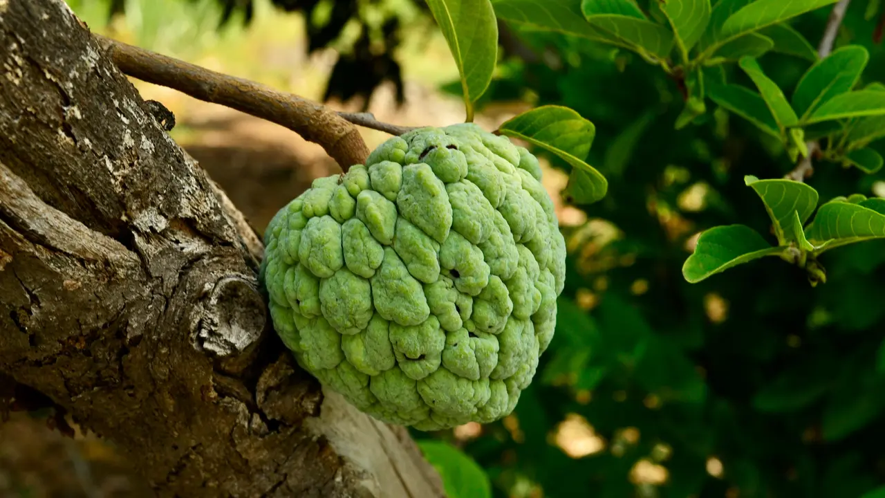Buah Srikaya Kaya Manfaat