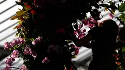 Petugas menata tanaman anggrek selama pratinjau pers festival tahunan anggrek di Kew Gardens, London, Kamis (7/2). Tim yang terdiri dari pakar hortikultura memerlukan waktu 30 hari untuk memasang 6.200 anggrek dalam festival ini. (AP/Alastair Grant)
