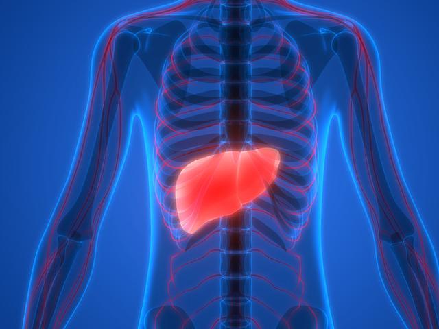 Unduh 65+ Gambar Hati Organ Paling Bagus Gratis