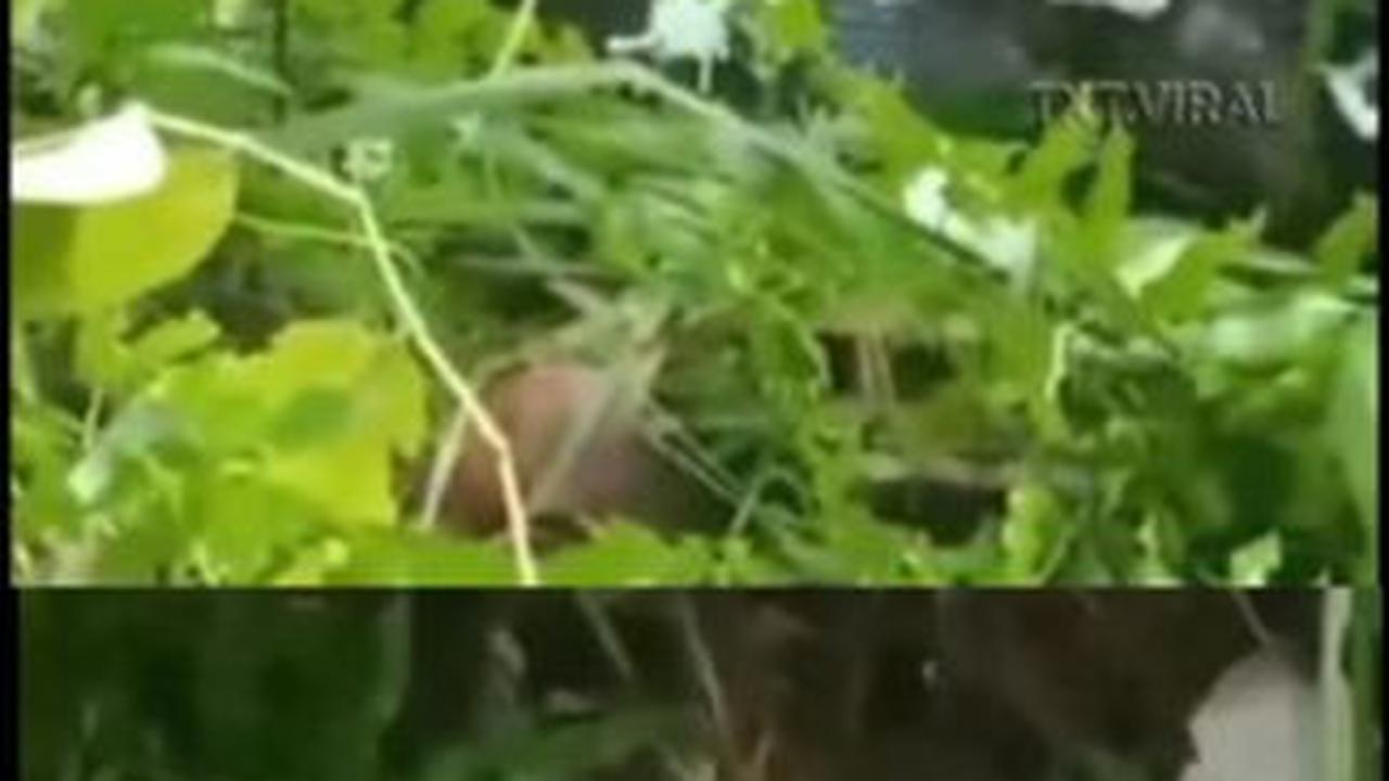 Heboh Penemuan Ular Piton sepanjang 7 Meter di Polewali Mandar, Dibunuh usai Makan Sapi Milik Warga