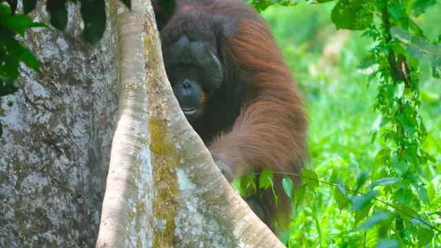Langkah Antisipasi Agar IKN Tak Ganggu Kehidupan Orangutan Kalimantan