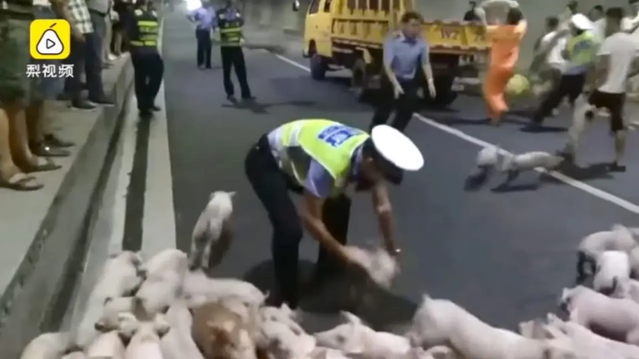 Ricuh Tapi Kocak, Aksi Polisi Tangkap 200 Babi Kabur di Jalan
