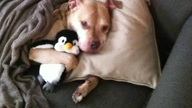 Anjing Pitbull