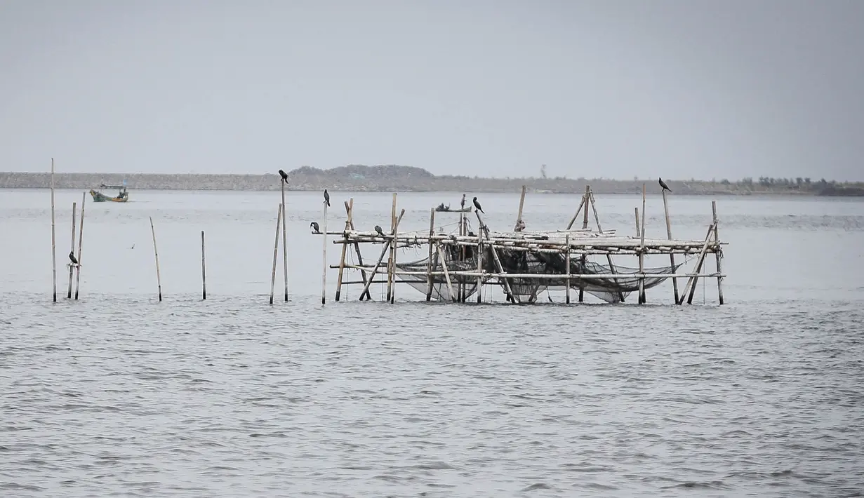 Suasana di perairan Muara Angke, Penjaringan, Jakarta Utara, Selasa (3/1). Burung Pecuk Padi Kecil mendiami hutan bakau, danau, rawa tergenang, dan muara sungai. (Liputan6.com/Faizal Fanani)