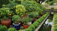 10 Inspirasi Kebun Buah Mini di Area Dekat Saluran Air, Maksimalkan Ruang Sisa