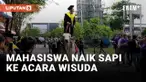 Nyeleneh! Mahasiswa Ini Naik Sapi ke Wisuda Univet Bantara
