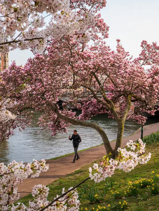 Seorang pria berjalan melewati pohon magnolia yang sedang mekar di tepi Sungai Ill, Strasbourg, Prancis, 21 Maret 2022. Magnolia adalah salah satu marga tumbuhan berbunga yang dikenal luas karena bunganya indah dan menyebarkan aroma harum. (PATRICK HERTZOG/AFP)