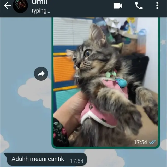 6 Chat Ibu dan Anak Bahas Kucing Ini Kocak, Anabul Jadi Anggota Kesayangan