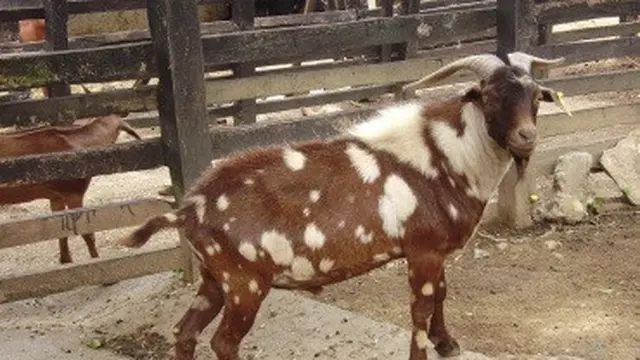 Kambing Creole (International Goat Association)