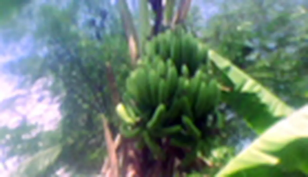 liputan6