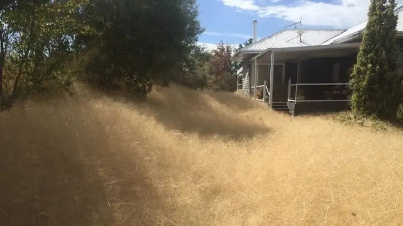 Rumput penyihir di Victoria, Australia. (Dokumentasi Leanne Gloury)