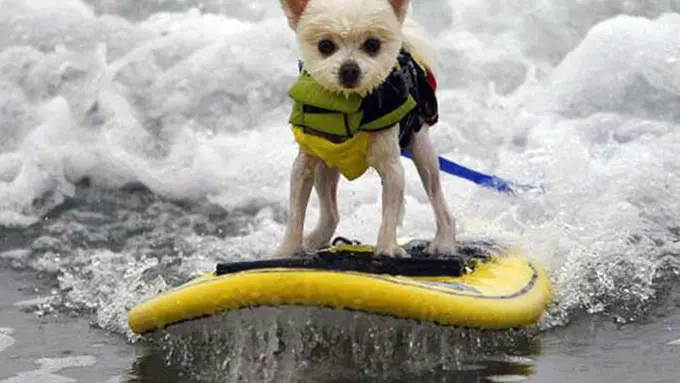 Lucu! Ini 3 Jenis Olahraga yang Diikuti Para Hewan