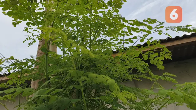 daun kelor