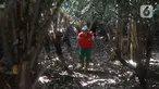 Petugas mencari buah salak condet di Cagar Buah Condet, Balekambang, Jakarta Timur, Senin (13/12/2021). Cagar Buah Condet menjadi salah satu destinasi di kawasan Condet usai diresmikan sebagai Desa Kreatif oleh Kemenparekraf RI dan didukung oleh Pemprov DKI Jakarta. (Liputan6.com/Herman Zakharia)