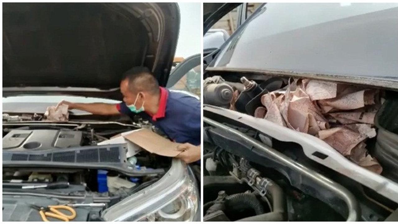 Uang Simpanan Pria di Mobil Ini di Makan Tikus, Niat Sembunyikan dari Istri Justru Apes