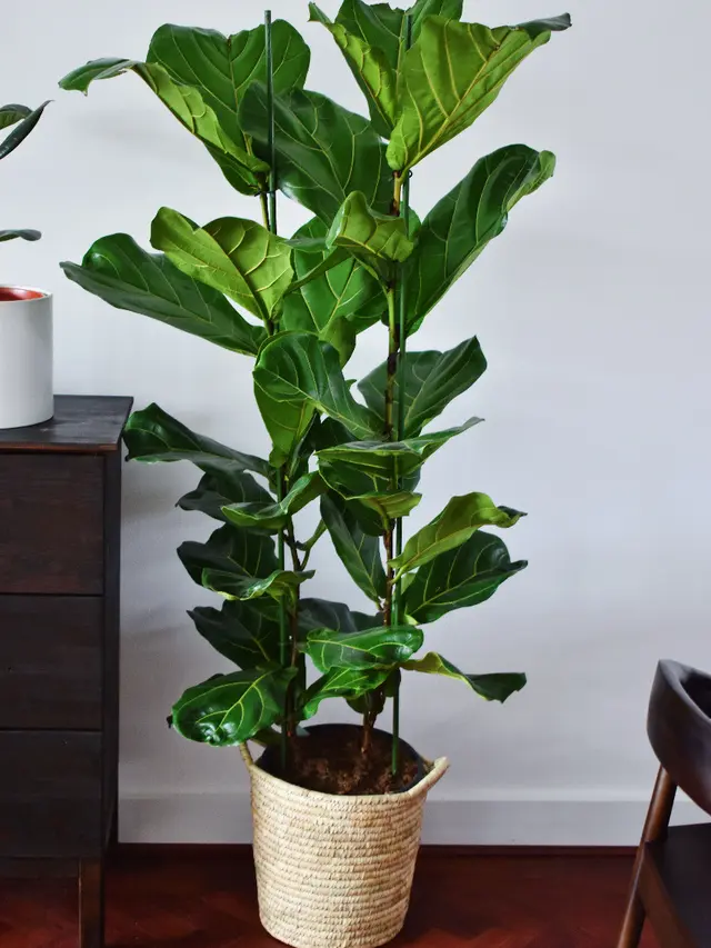 tanaman yang berbahaya bagi hewan peliharaan