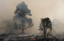 Kebakaran Hutan Kalimantan Meluas, Kemenhut Genjot Operasi Modifikasi Cuaca