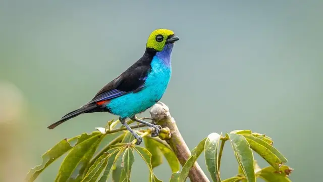 Burung Paradise Tanager