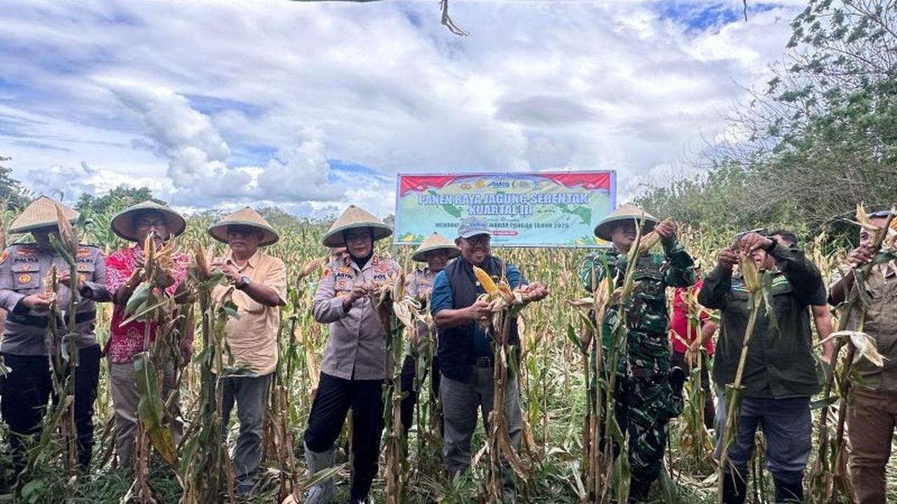 Trivia Pangan: Bulog Maluku Serap 6 Ton Jagung Panen Raya di Buru, Target Ratusan Ton Menanti! Penyerapan Jagung Bulog Maluku Dimulai.