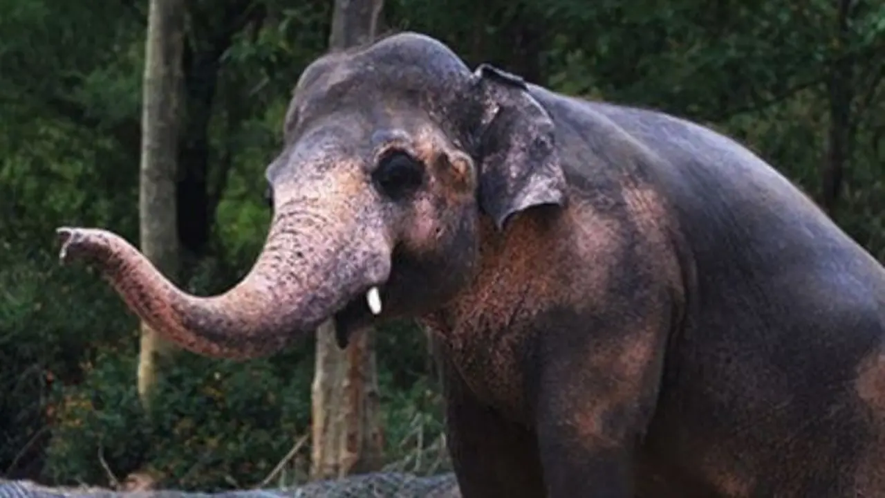 Gajah paling kesepian di dunia